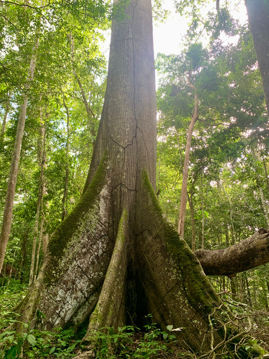 Samauma Rapé + Kuripe